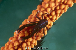 Whip coral crab or shrimp, not sure which, have not seen ... by Larry Polster 